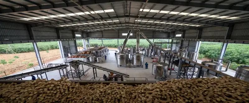 Effectiveness, Year-on-Year Availability and Higher Shelf-Life are Propelling the Demand for Ginger Oleoresins