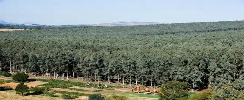 Eucalyptus Essential Oil Health Benefits and Its Use as a Therapy for COVID-19