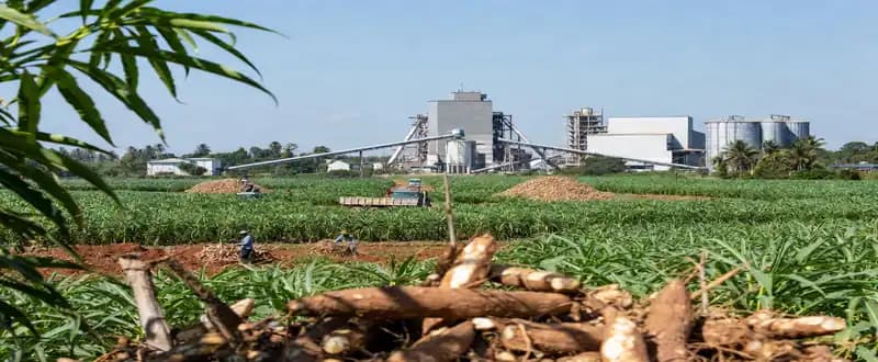 Industry Trends in the International Cassava Starch Market