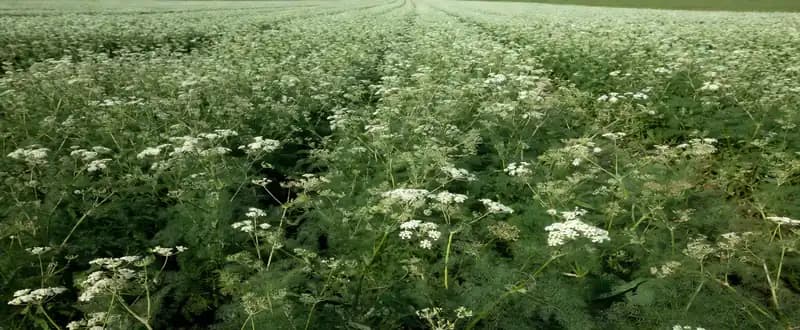 The Increasing Demand for Caraway Seeds