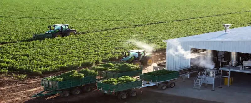 Peppermint Oil and an Overview of its global Market