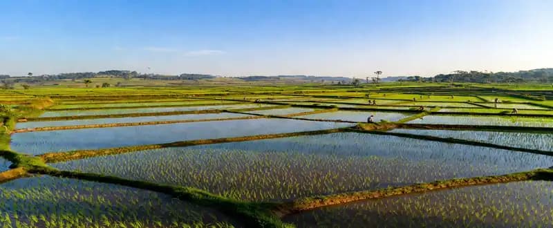 Increasing Global Demand for Various Types of Rice