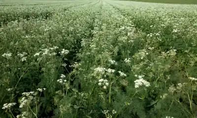 The Increasing Demand for Caraway Seeds Due to Its Several Benefits is Driving the Growth of the Market