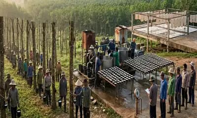Global Natural Rubber Faces 400,000 Tonne Deficit as Plantations Age