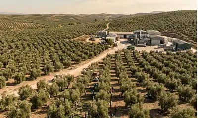 Spain Olive Oil Market Faces Tight Supply Despite Leading EU Output