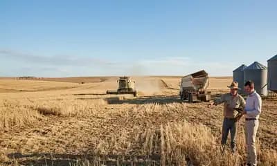 Feed Barley Procurement Tightens as Australian Output Is Expected to Drop