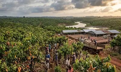 Cocoa Prices Rebound in Week 25 as El Niño Risks Threaten West African Crops