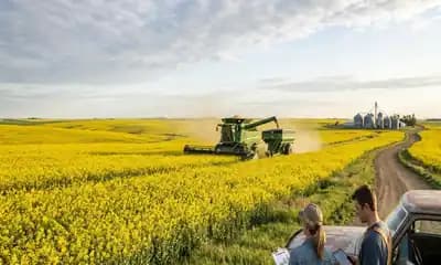 Canola oil procurement focus turns to Prairie yields after record seedings