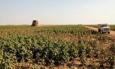 US Cotton Crop Rated 46 Percent Good to Excellent in July USDA Report Slipping Below 2025 Season Pace