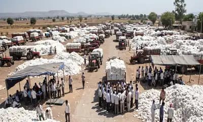 Cotton Procurement Changes as India Raises MSP and Quality Controls