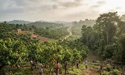 Cocoa Buyers Watch Ghana Restrictions on Farm Conversion