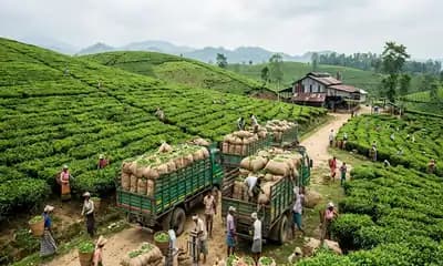 Coffee Buyers Monitor Wayanad Crop Damage After Heavy Rain