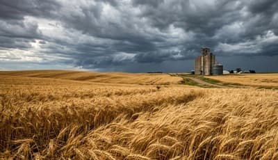 Chicago Wheat Futures Jump 45 Cents as Black Sea Risk Returns