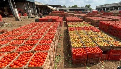 Tomato Prices Split Sharply Across Indian Mandis in Late August 2026