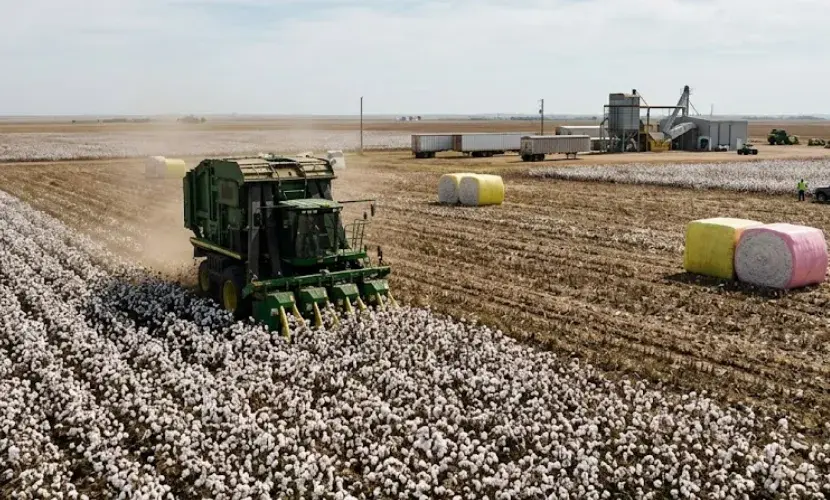 ICE December Cotton Firms Near 80 Cents per Pound in Early October Trading